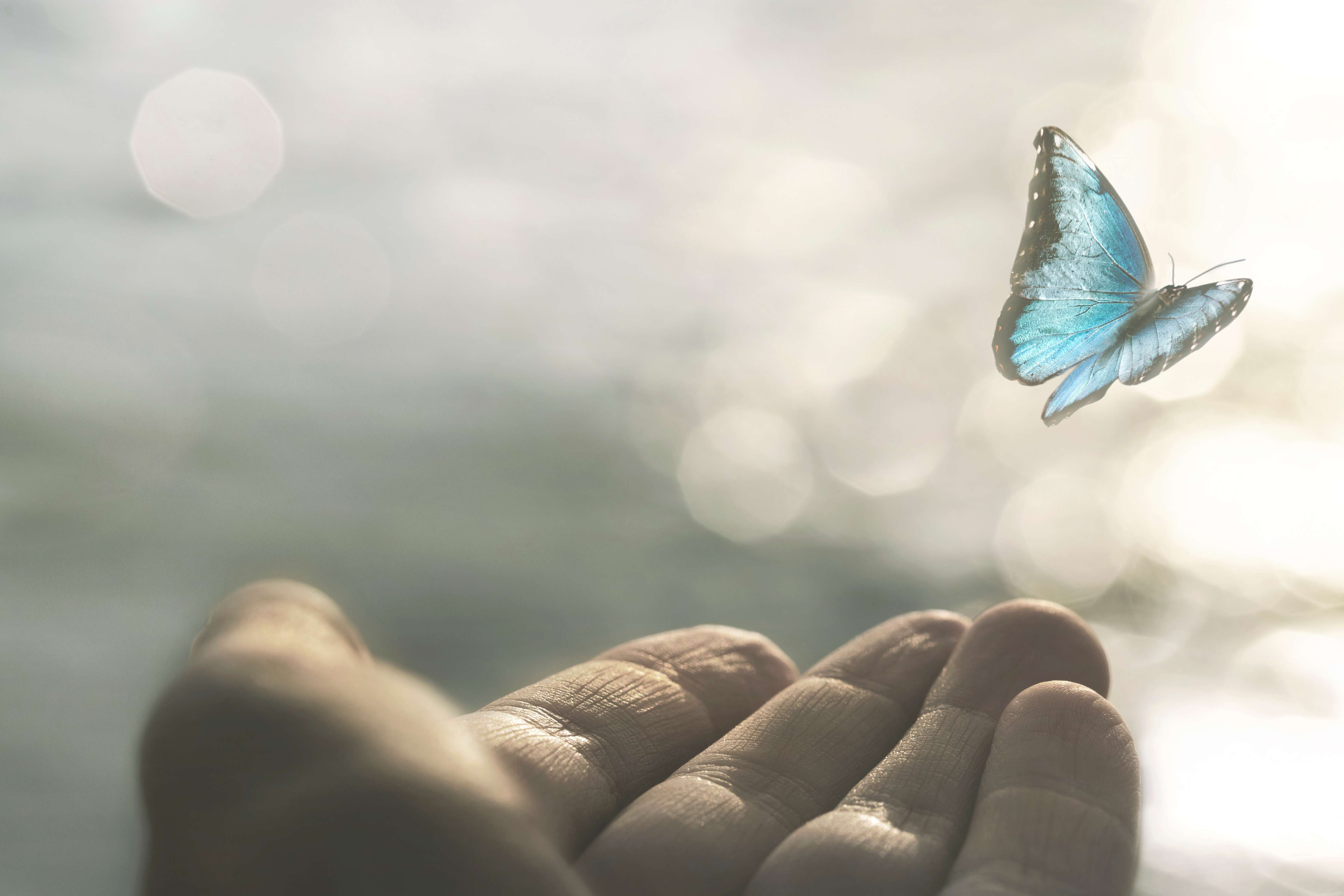 Schmetterling in Hand